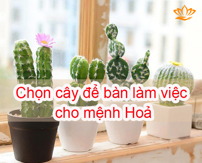 chon cay de ban lam viec cho menh hoa chon cay de ban lam viec cho menh hoa