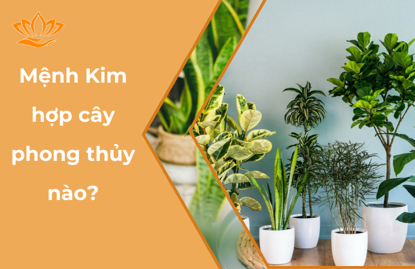 Menh Kim hop cay phong thuy nao