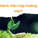 Menh Moc hop huong nao