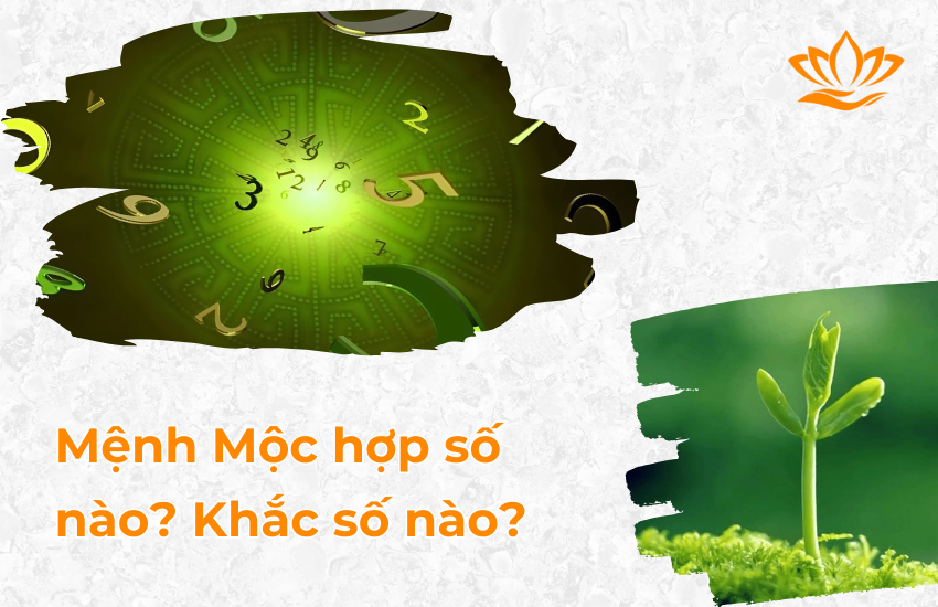 Menh Moc hop so nao