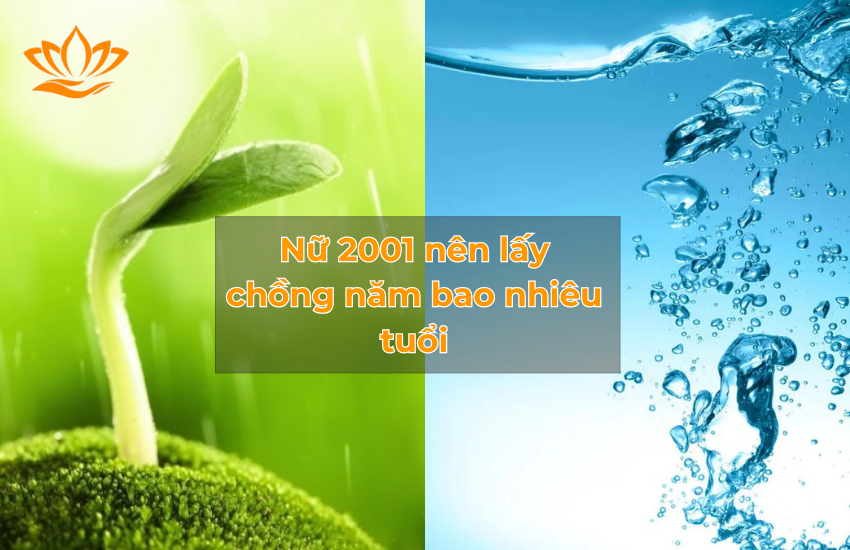 Giữa Mệnh Mộc và Mệnh Thuỷ có hợp nhau hay không?