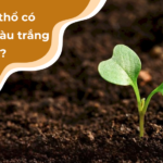 Menh tho co hop mau trang khong