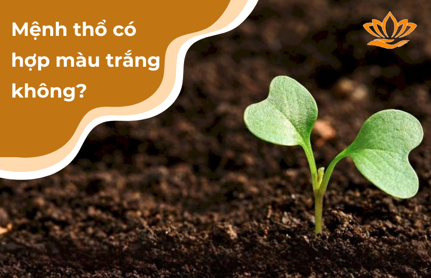 Menh tho co hop mau trang khong