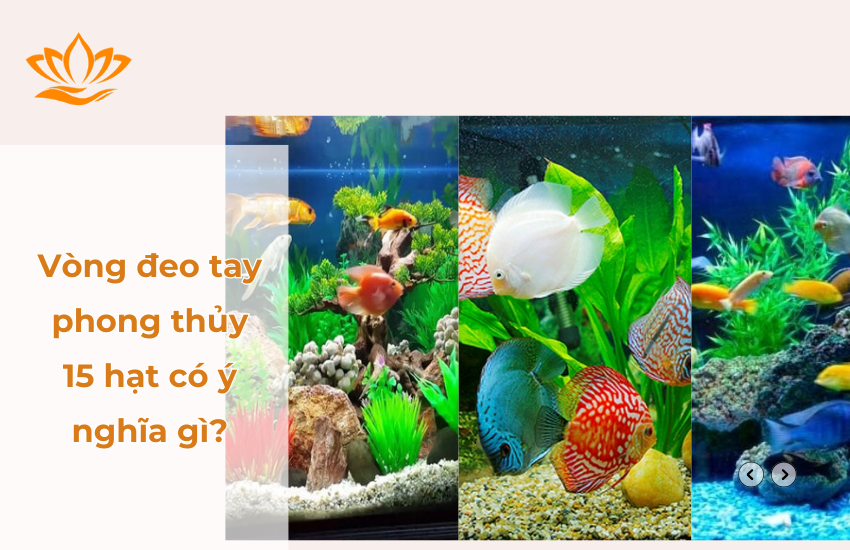 Menh tho nuoi ca duoc khong