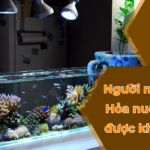 Nguoi menh Hoa nuoi ca duoc khong