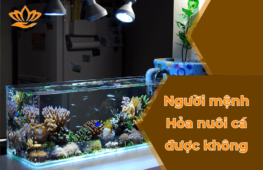 Nguoi menh Hoa nuoi ca duoc khong