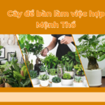 cay de ban lam viec hop Menh Tho