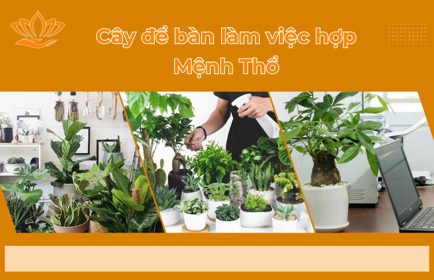 Bàn làm việc Mạng Thổ nên để cây gì là hợp nhất?