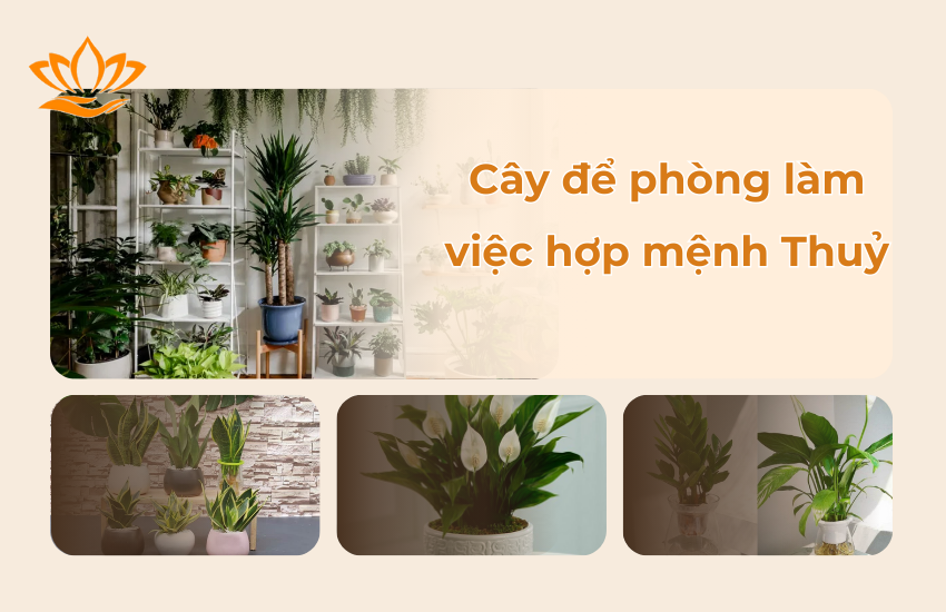 cay de phong lam viec hop menh Thuy